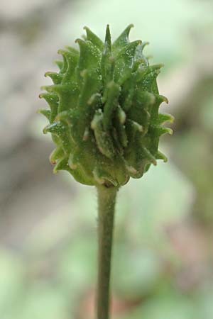 Ranunculus creticus \ Kretischer Hahnenfu� / Cretan Buttercup, Rhodos/Rhodes Epta Piges 27.3.2019