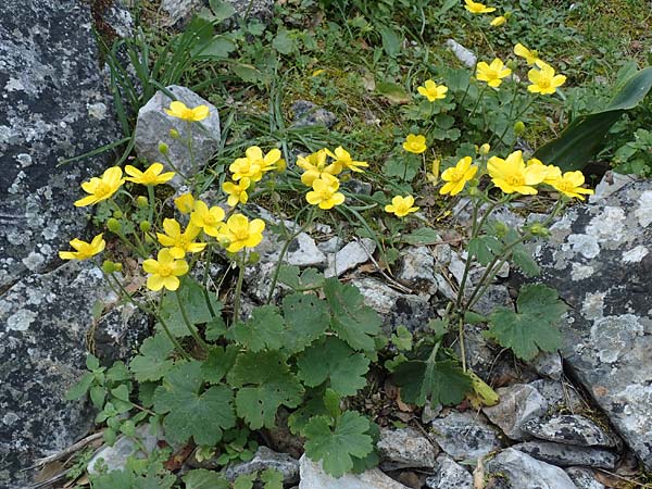 Ranunculus creticus \ Kretischer Hahnenfu� / Cretan Buttercup, Rhodos/Rhodes Profitis Ilias 2.4.2019