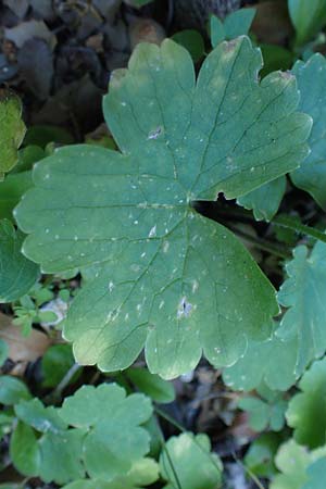 Ranunculus creticus \ Kretischer Hahnenfu� / Cretan Buttercup, Rhodos/Rhodes Skoutouljaris - Schlucht / Gorge 19.3.2023