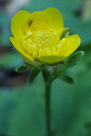 Ranunculus creticus \ Kretischer Hahnenfu� / Cretan Buttercup, Rhodos/Rhodes Skoutouljaris - Schlucht / Gorge 19.3.2023