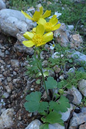 Ranunculus creticus \ Kretischer Hahnenfu� / Cretan Buttercup, Rhodos/Rhodes Skoutouljaris - Schlucht / Gorge 19.3.2023