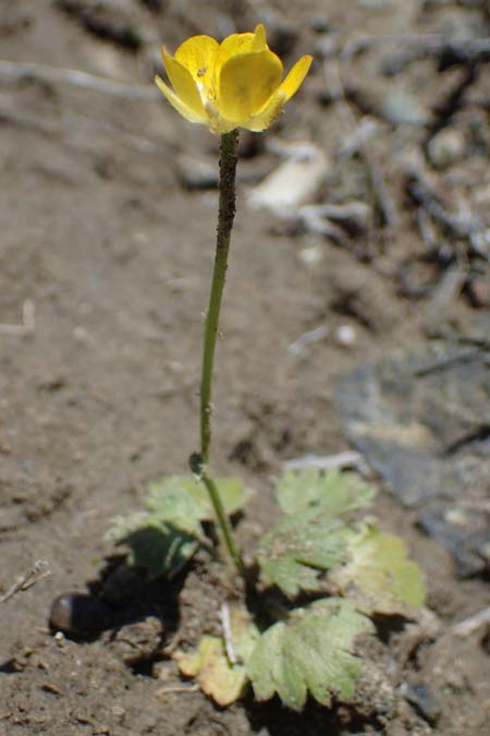 Ranunculus paludosus \ Kerbel-Hahnenfu�, T&uuml;mpel-Hahnenfu� / Fan-Leaved Buttercup, Jersey Buttercup, Rhodos/Rhodes Skoutouljaris - Schlucht / Gorge 19.3.2023