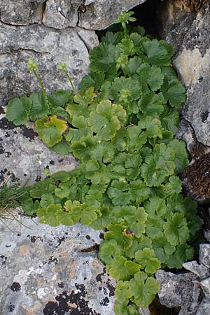 Ranunculus creticus \ Kretischer Hahnenfu� / Cretan Buttercup, Rhodos/Rhodes Attaviros 23.3.2023