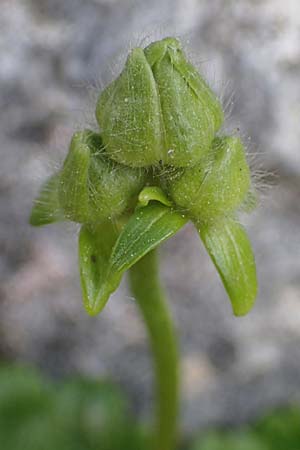 Ranunculus creticus \ Kretischer Hahnenfu� / Cretan Buttercup, Rhodos/Rhodes Attaviros 23.3.2023