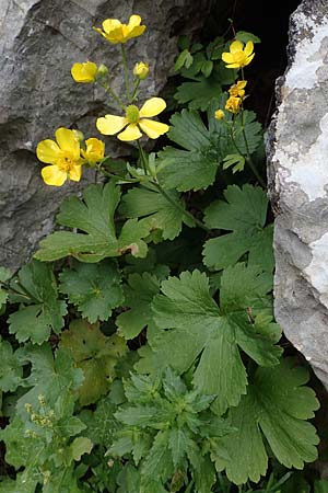 Ranunculus creticus \ Kretischer Hahnenfu� / Cretan Buttercup, Rhodos/Rhodes Attaviros 24.3.2023