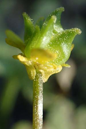 Ranunculus chius \ Chios-Hahnenfu� / Eastern Buttercup, Rhodos/Rhodes Archangelos 26.3.2023