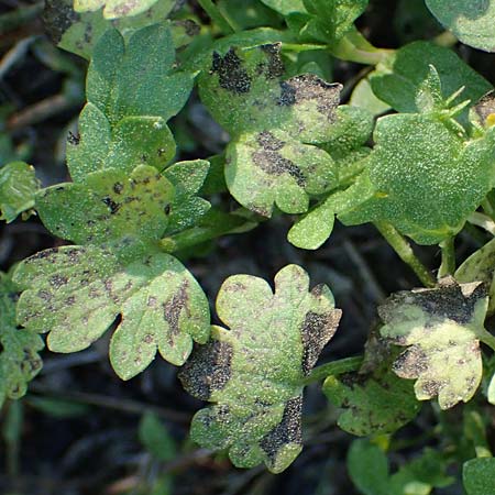 Ranunculus chius \ Chios-Hahnenfu� / Eastern Buttercup, Rhodos/Rhodes Archangelos 26.3.2023
