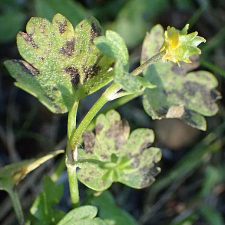 Ranunculus chius \ Chios-Hahnenfu� / Eastern Buttercup, Rhodos/Rhodes Archangelos 26.3.2023