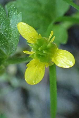 Ranunculus chius \ Chios-Hahnenfu� / Eastern Buttercup, Rhodos/Rhodes Archangelos 26.3.2023