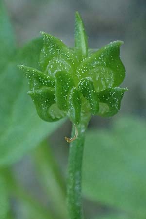Ranunculus chius \ Chios-Hahnenfu� / Eastern Buttercup, Rhodos/Rhodes Archangelos 26.3.2023