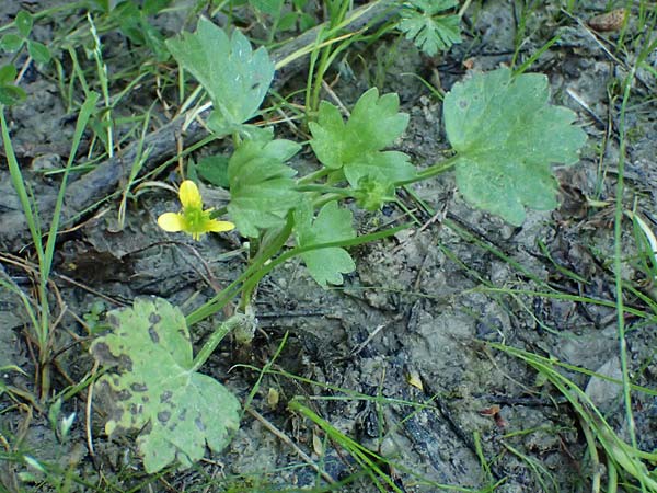 Ranunculus chius \ Chios-Hahnenfu� / Eastern Buttercup, Rhodos/Rhodes Archangelos 26.3.2023