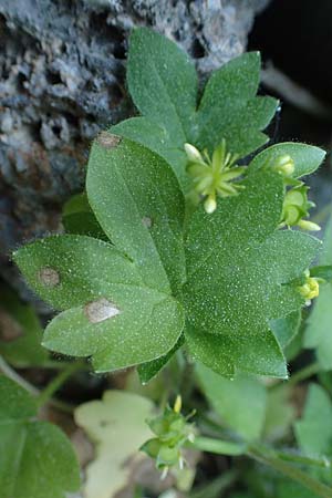 Ranunculus chius \ Chios-Hahnenfu� / Eastern Buttercup, Rhodos/Rhodes Archangelos 26.3.2023