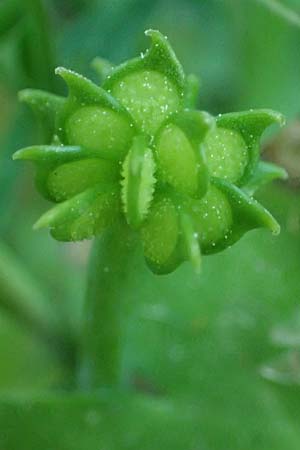 Ranunculus chius \ Chios-Hahnenfu� / Eastern Buttercup, Rhodos/Rhodes Archangelos 26.3.2023