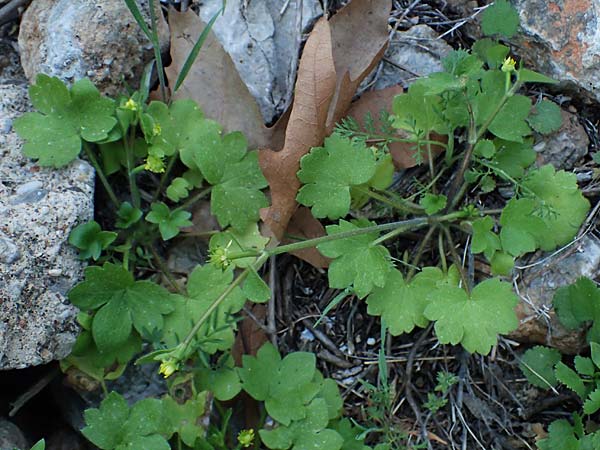 Ranunculus chius \ Chios-Hahnenfu� / Eastern Buttercup, Rhodos/Rhodes Archangelos 26.3.2023