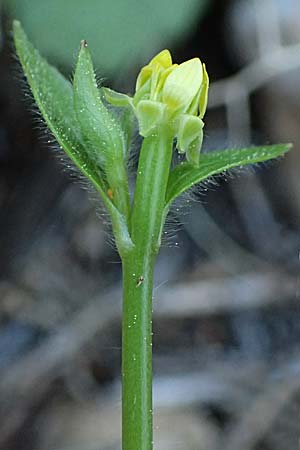 Ranunculus chius \ Chios-Hahnenfu� / Eastern Buttercup, Rhodos/Rhodes Archangelos 26.3.2023