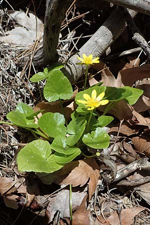 Ficaria chrysocephala \ Goldschopf-Scharbockskraut / Eastern Fig Buttercup, Rhodos/Rhodes Moni Artamiti 16.3.2023