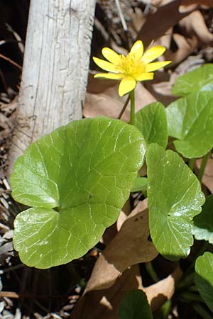 Ficaria chrysocephala \ Goldschopf-Scharbockskraut / Eastern Fig Buttercup, Rhodos/Rhodes Moni Artamiti 16.3.2023