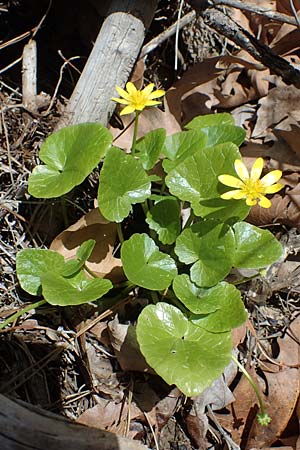 Ficaria chrysocephala \ Goldschopf-Scharbockskraut / Eastern Fig Buttercup, Rhodos/Rhodes Moni Artamiti 16.3.2023