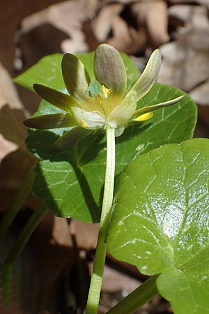 Ficaria chrysocephala \ Goldschopf-Scharbockskraut / Eastern Fig Buttercup, Rhodos/Rhodes Moni Artamiti 16.3.2023