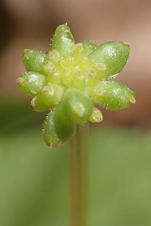 Ficaria chrysocephala \ Goldschopf-Scharbockskraut / Eastern Fig Buttercup, Rhodos/Rhodes Moni Artamiti 16.3.2023