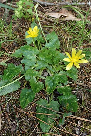Ficaria chrysocephala \ Goldschopf-Scharbockskraut / Eastern Fig Buttercup, Rhodos/Rhodes Moni Artamiti 16.3.2023