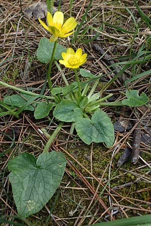Ficaria chrysocephala, Goldschopf-Scharbockskraut