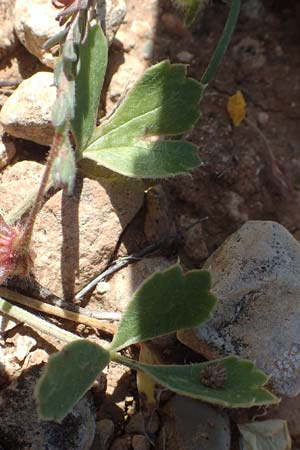 Ranunculus asiaticus var. flavus \ Asiatischer Hahnenfu� / Persian Buttercup, Turban Buttercup, Rhodos/Rhodes Prasonisi 26.3.2019