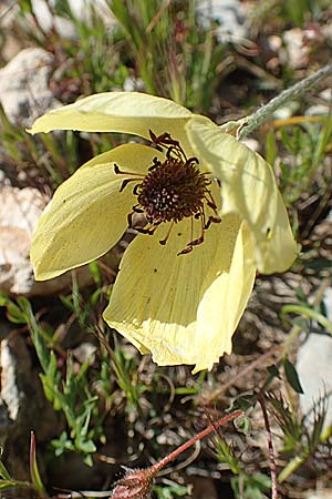 Ranunculus asiaticus var. flavus \ Asiatischer Hahnenfu� / Persian Buttercup, Turban Buttercup, Rhodos/Rhodes Prasonisi 26.3.2019