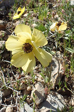 Ranunculus asiaticus var. flavus \ Asiatischer Hahnenfu� / Persian Buttercup, Turban Buttercup, Rhodos/Rhodes Prasonisi 26.3.2019