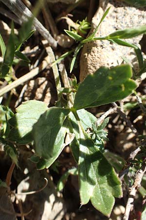Ranunculus asiaticus var. flavus \ Asiatischer Hahnenfu� / Persian Buttercup, Turban Buttercup, Rhodos/Rhodes Prasonisi 26.3.2019