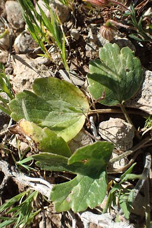 Ranunculus asiaticus var. flavus \ Asiatischer Hahnenfu� / Persian Buttercup, Turban Buttercup, Rhodos/Rhodes Prasonisi 26.3.2019