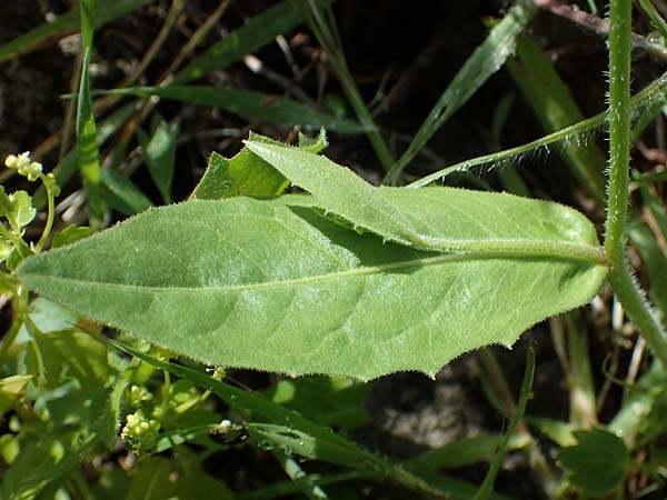 Rhagadiolus stellatus \ Sternfrchtiger Sichelsalat, Stern-Lattich / Star Hawkbit, Rhodos Archangelos 17.3.2023