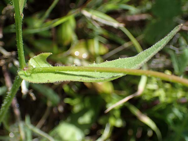 Rhagadiolus stellatus \ Sternfrchtiger Sichelsalat, Stern-Lattich / Star Hawkbit, Rhodos Archangelos 17.3.2023