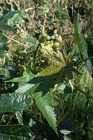 Ricinus communis \ Rizinus / Castor Oil-Plant, Rhodos Lindos 20.3.2023