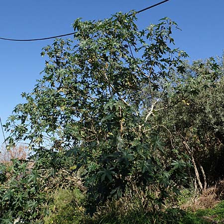 Ricinus communis \ Rizinus / Castor Oil-Plant, Rhodos Lindos 20.3.2023