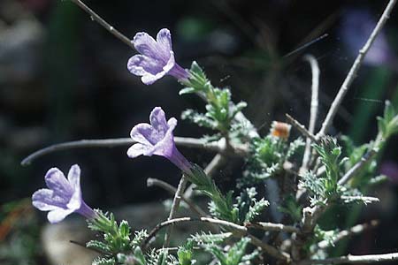 Lithodora hispidula \ Borstiger Steinsame / Shrubby Gromwell, Rhodos Epta Piges 20.3.2005