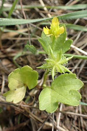 Ranunculus muricatus \ Stachelfr&uuml;chtiger Hahnenfu� / Rough-Fruited Buttercup, Rhodos/Rhodes Laerma 3.4.2019