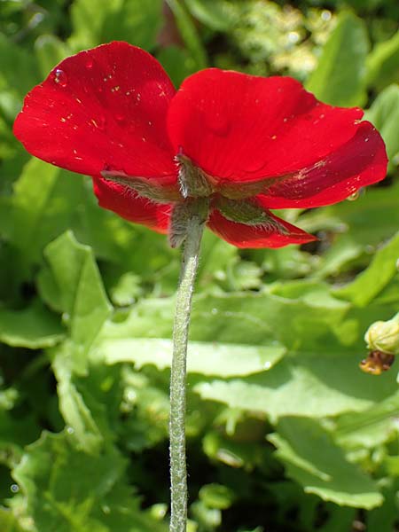 Ranunculus asiaticus var. sanguineus \ Asiatischer Hahnenfu� / Persian Buttercup, Turban Buttercup, Rhodos/Rhodes Archangelos 17.3.2023