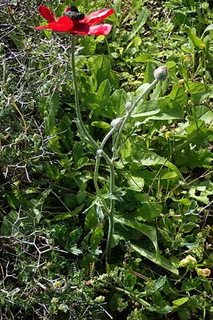 Ranunculus asiaticus var. sanguineus \ Asiatischer Hahnenfu� / Persian Buttercup, Turban Buttercup, Rhodos/Rhodes Archangelos 17.3.2023