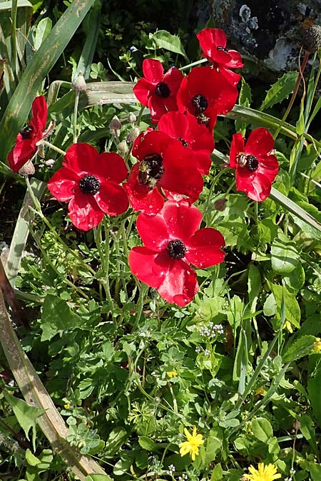 Ranunculus asiaticus var. sanguineus \ Asiatischer Hahnenfu� / Persian Buttercup, Turban Buttercup, Rhodos/Rhodes Archangelos 17.3.2023