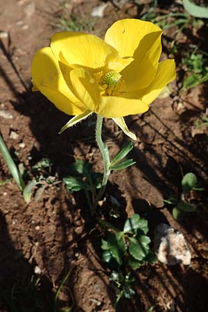 Ranunculus asiaticus var. flavus \ Asiatischer Hahnenfu� / Persian Buttercup, Turban Buttercup, Rhodos/Rhodes Lindos 20.3.2023