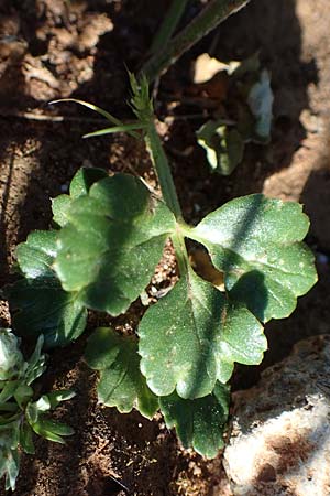 Ranunculus asiaticus var. flavus \ Asiatischer Hahnenfu� / Persian Buttercup, Turban Buttercup, Rhodos/Rhodes Lindos 20.3.2023