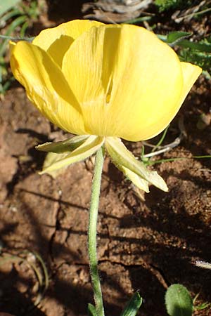 Ranunculus asiaticus var. flavus \ Asiatischer Hahnenfu� / Persian Buttercup, Turban Buttercup, Rhodos/Rhodes Lindos 20.3.2023