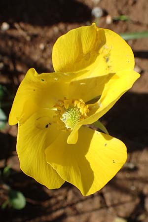 Ranunculus asiaticus var. flavus \ Asiatischer Hahnenfu� / Persian Buttercup, Turban Buttercup, Rhodos/Rhodes Lindos 20.3.2023
