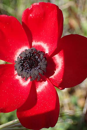 Ranunculus asiaticus var. sanguineus \ Asiatischer Hahnenfu� / Persian Buttercup, Turban Buttercup, Rhodos/Rhodes Archangelos 26.3.2023