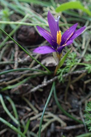 Romulea tempskyana \ Tempskys Scheinkrokus / Tempsky's Sand Crocus, Rhodos/Rhodes Profitis Ilias 2.4.2019