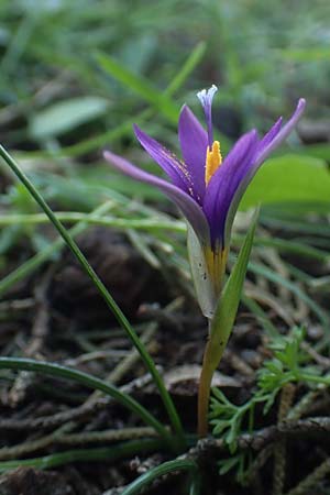 Romulea tempskyana \ Tempskys Scheinkrokus / Tempsky's Sand Crocus, Rhodos/Rhodes Profitis Ilias 2.4.2019