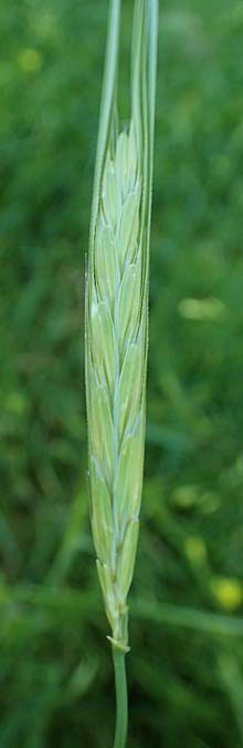 Hordeum spontaneum \ Wild-Gerste / Wild Barley, Rhodos/Rhodes Mount Smith 18.3.2023