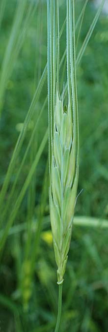 Hordeum spontaneum \ Wild-Gerste / Wild Barley, Rhodos/Rhodes Mount Smith 18.3.2023