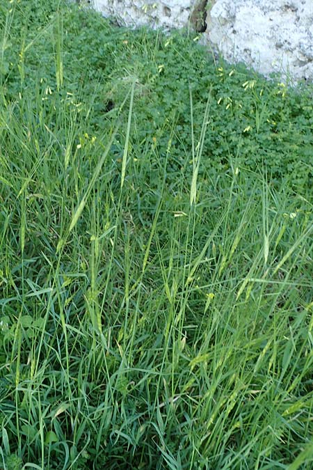 Hordeum spontaneum \ Wild-Gerste / Wild Barley, Rhodos/Rhodes Mount Smith 18.3.2023
